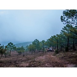 Bosque