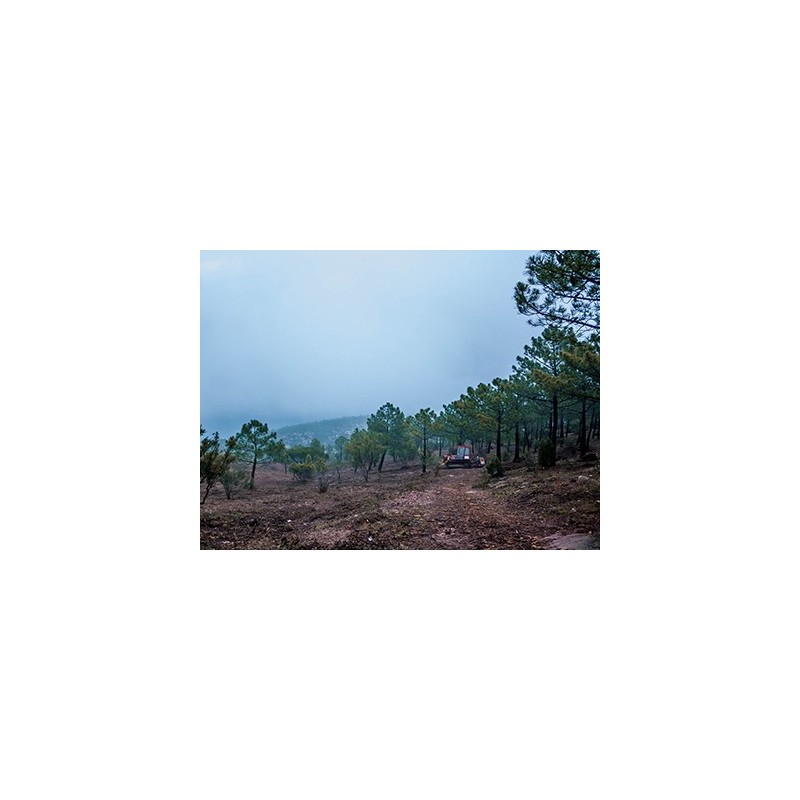 Bosque